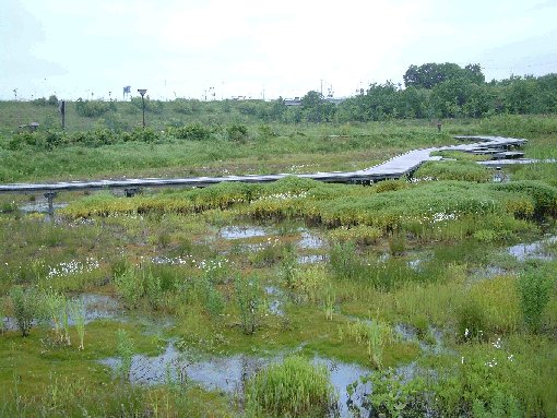 人工湿地の写真
