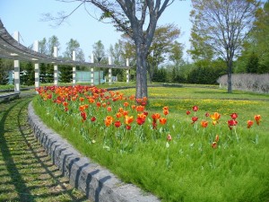 s-花の広場写真