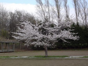 平岡公園東地区の桜