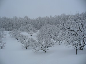 2012.12雪の梅林