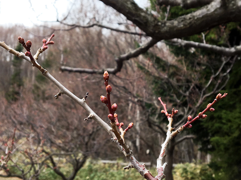 平岡公園ウメの花芽の様子