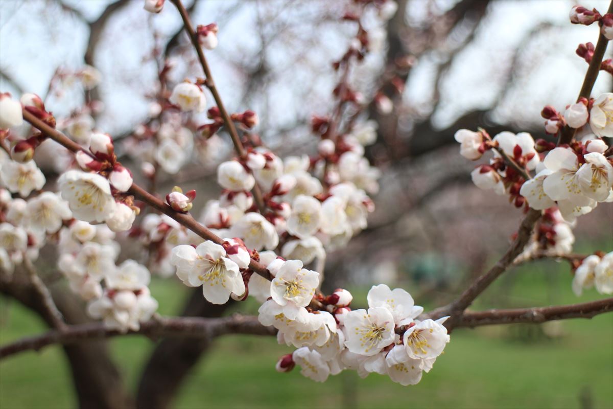 5月2日の白梅基準木の花