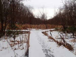 湿地木道