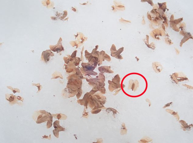 シラカバの種 平岡公園