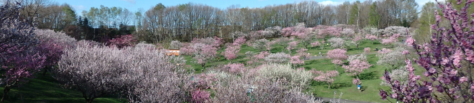 平岡公園