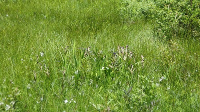 人工湿地の花が終わったカキツバタ