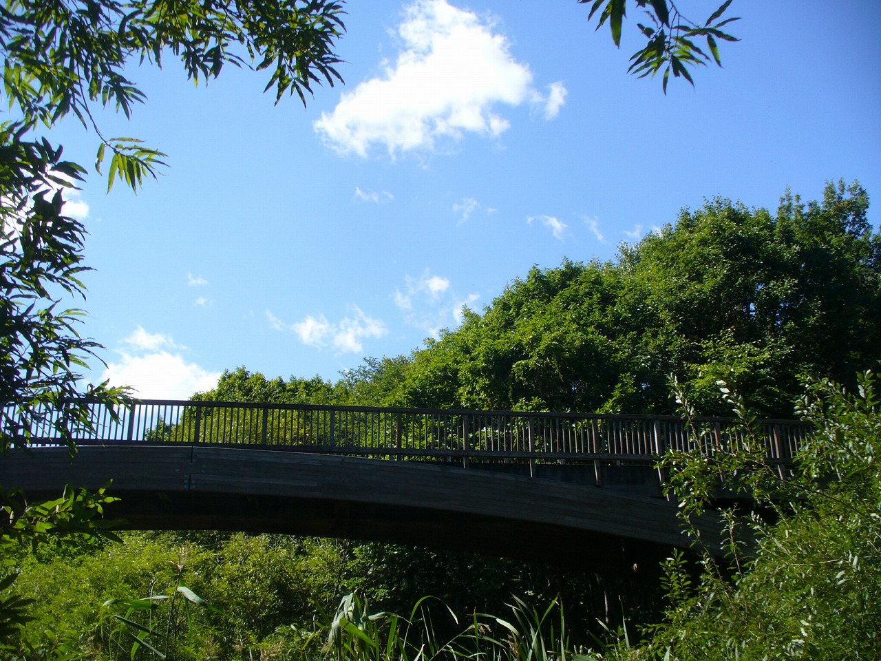 梅の香橋の写真