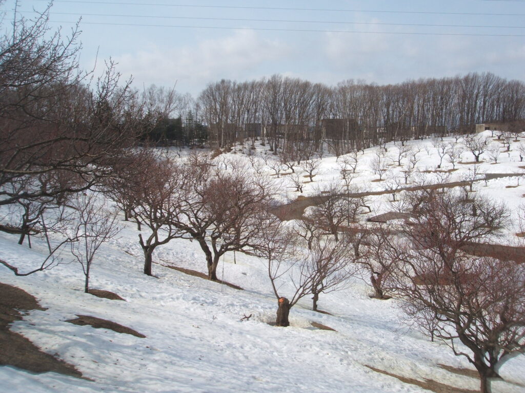 雪が残る梅林全景　R4年4月8日