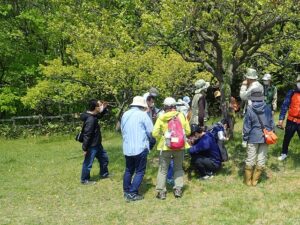 ウメの木につくテントウムシを観察する参加者