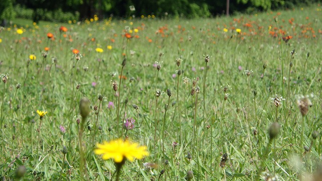 芝生エリアの雑草お花畑