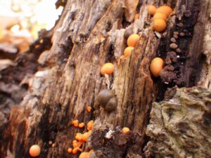 朽ち木についた粘菌