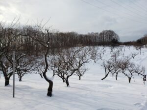 冬の梅林全景
