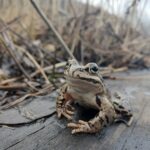 明日はながぐつの土ようびとカエルツアーです
