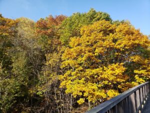 梅の香橋からの紅葉