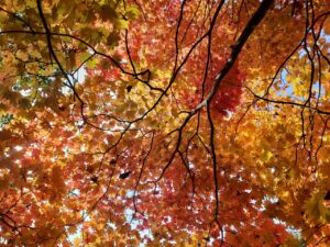 平岡公園の紅葉の様子