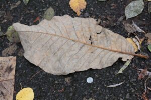 ホオノキの葉のサイズ