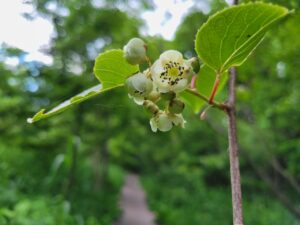 サルナシの花