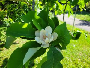 ホオノキの花