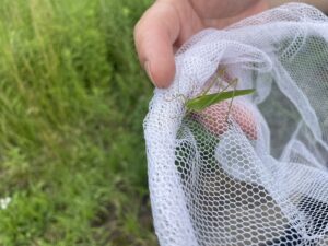 名も知らぬ直翅目