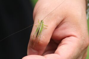 にぎわいフェスタ・虫のなんでも相談コーナーのご紹介