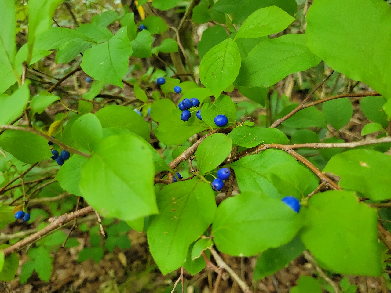 晩夏の平岡公園