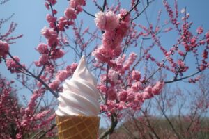梅ソフトクリーム