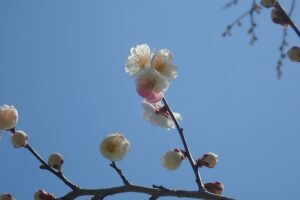 おもいのまま花