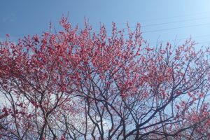 梅林の様子（5月5日）