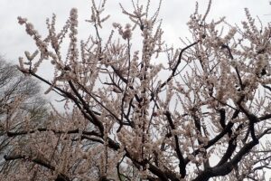白梅枝先