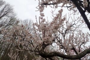 白梅枝先