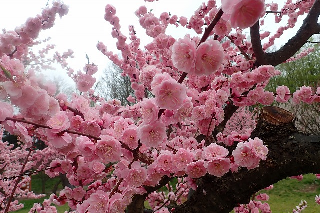 梅林の様子（5月10日）