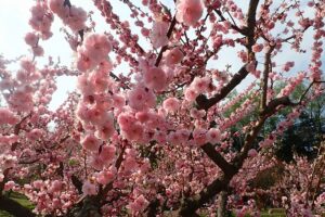 梅林の様子（5月13日）