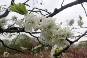 スモモの花