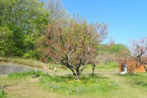 梅林の様子（5月16日）