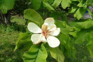 ホオノキの花