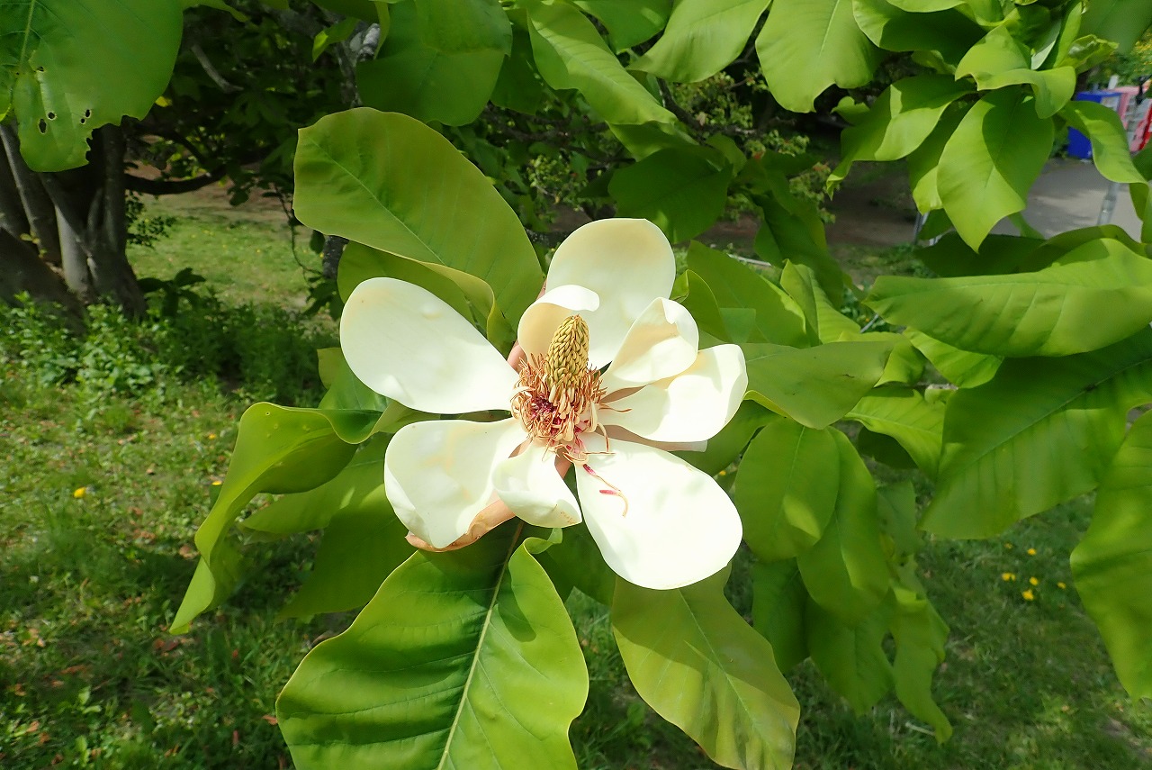 平岡公園自然情報