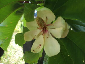 ホウノキの花