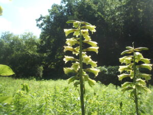 オオウバユリの花
