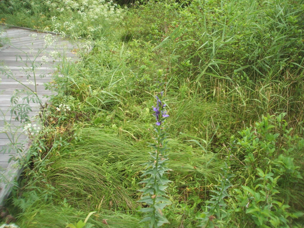 サワギキョウ