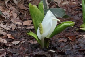ミズバショウ(湿地)