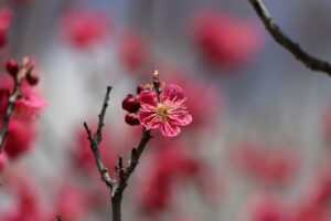 梅林の様子(2026年4月24日) (3)