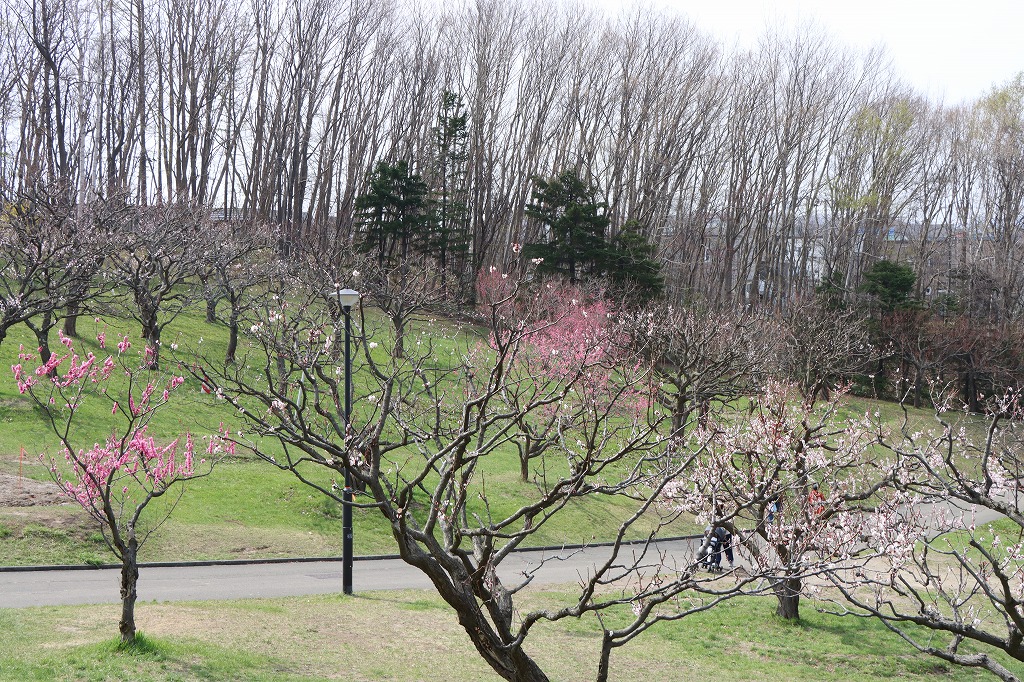 梅林の開花状況(2026年4月27日)