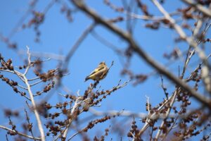 カワラヒワ(第１駐車場)