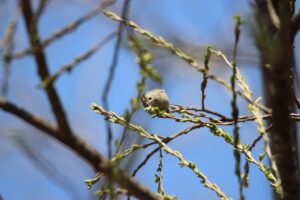キクイタダキ(湿地)