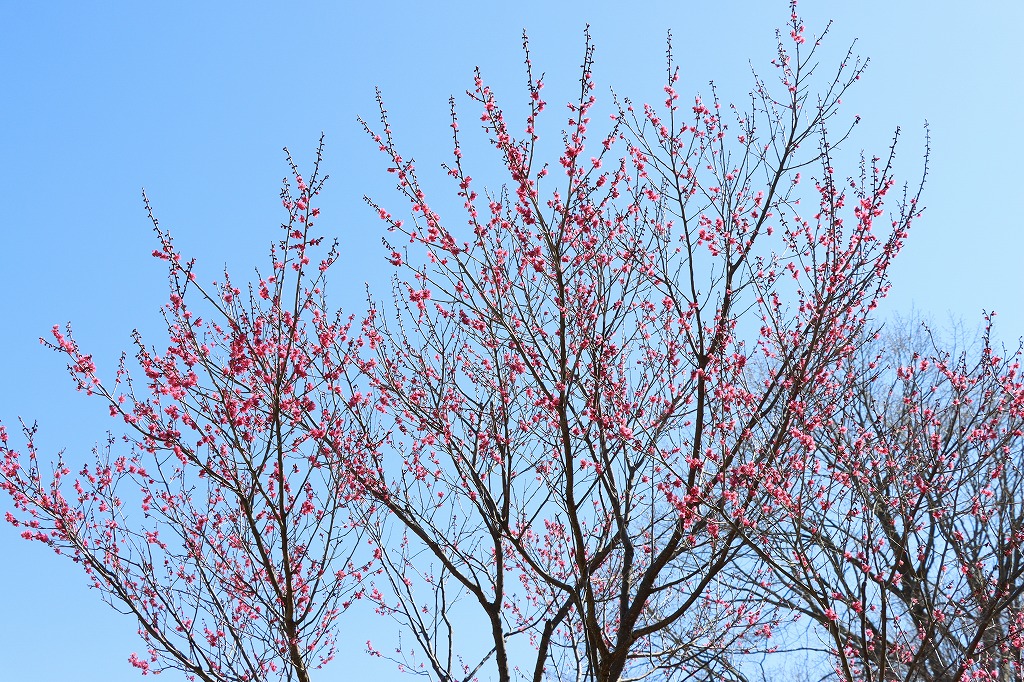 梅林の開花状況2026年4月25日