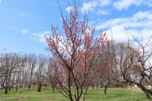梅林の様子(2026年4月24日) (4)