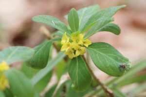 ナニワズ(遊具広場南)