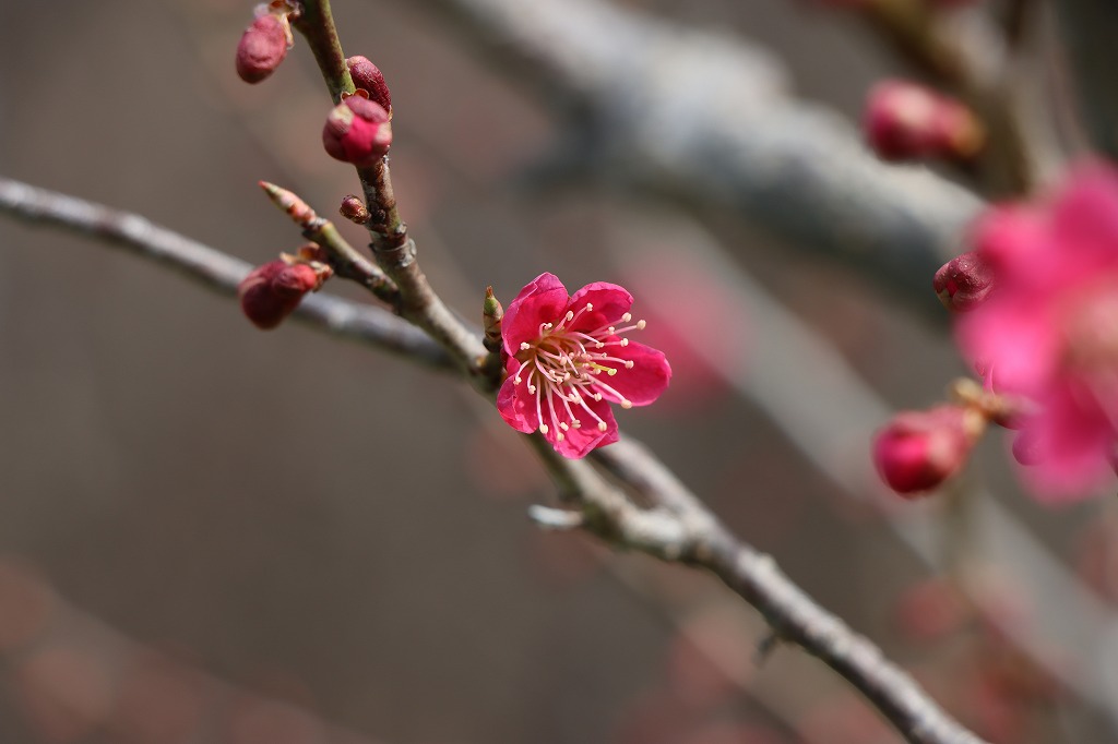 梅林の開花状況(2026年4月27日)