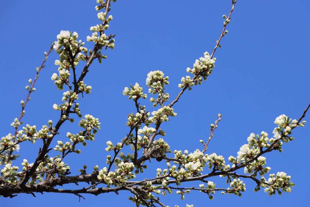 スモモ(2026年4月30日)