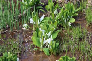 ミズバショウ(湿地)
